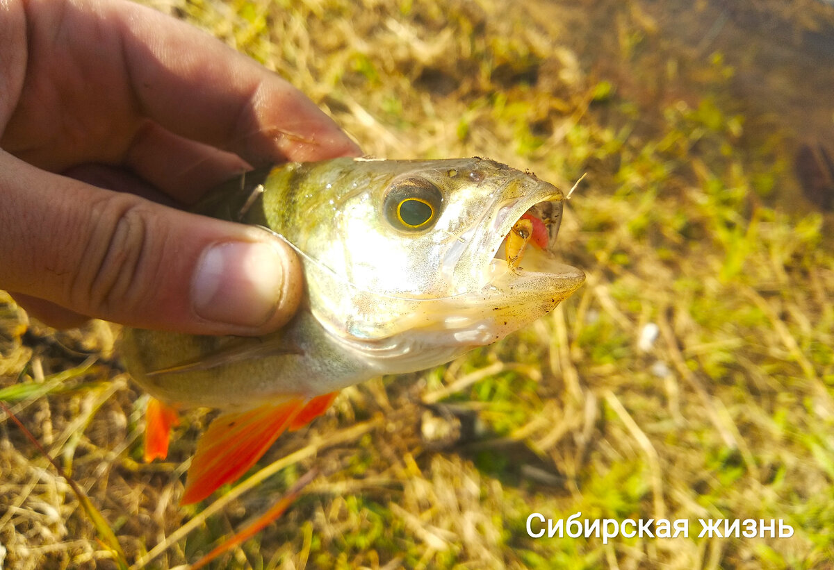 На опарыша клевал исключительно окунь