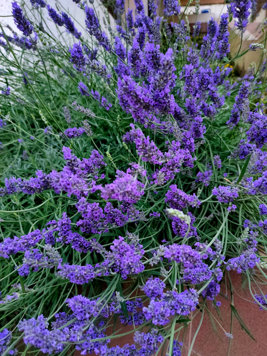 Фото взято их открытых истчоников 