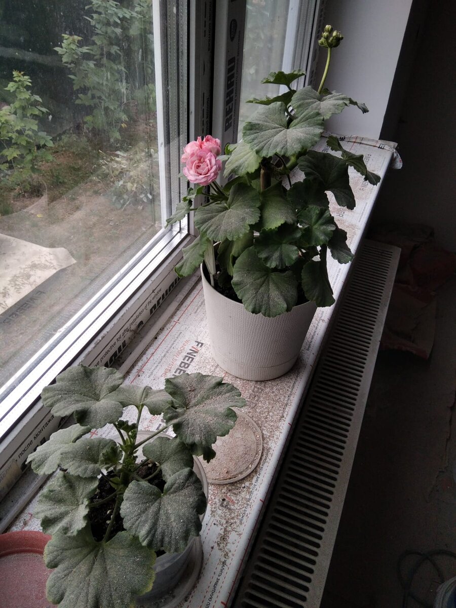 Причём цветут они, не обращая никакого внимания на летящие во время всяких работ железные опилки, чад от сварки и банальную пыль от веника и пылесоса. 