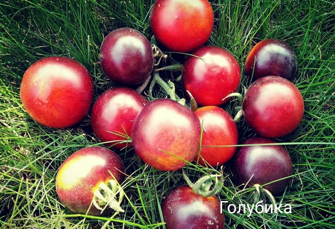 Плоды баклажановые с малиновыми отблесками, глянцевые