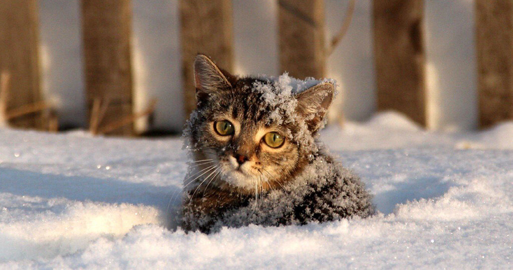 Фото из сети для примера