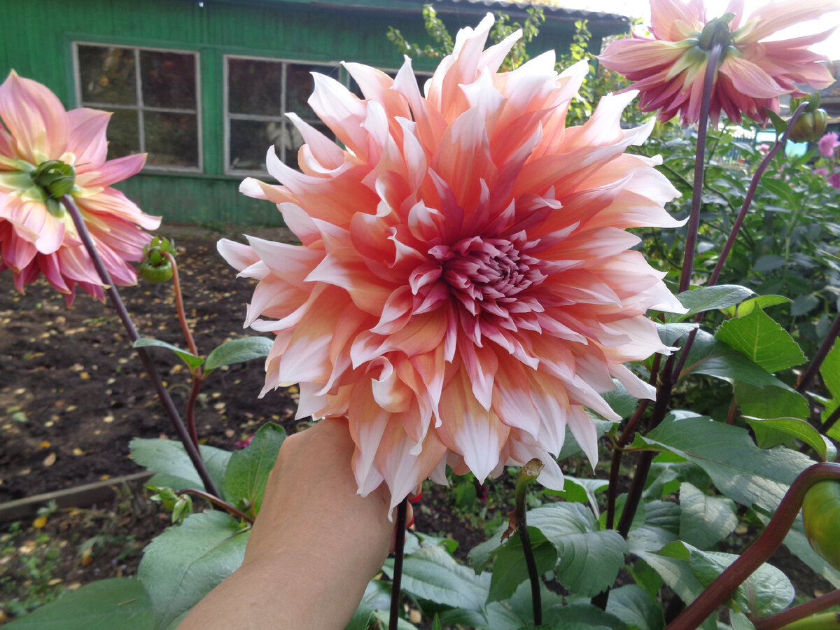 Огромные "шапки" не могут не восхищать