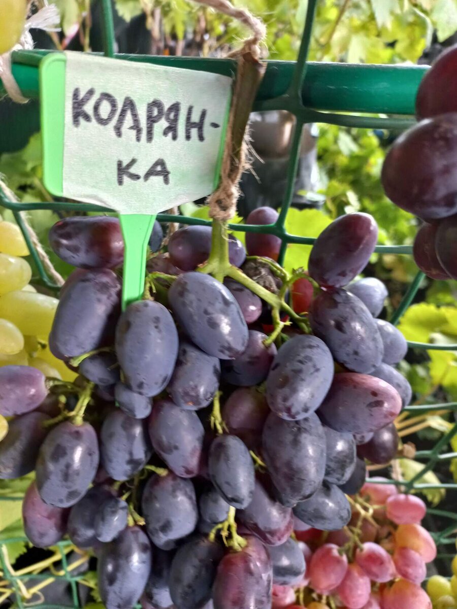 Виноград диксон описание сорта Фитостудия-63.ру