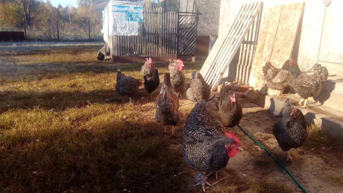 Осеннее солнышко курам очень нравится 