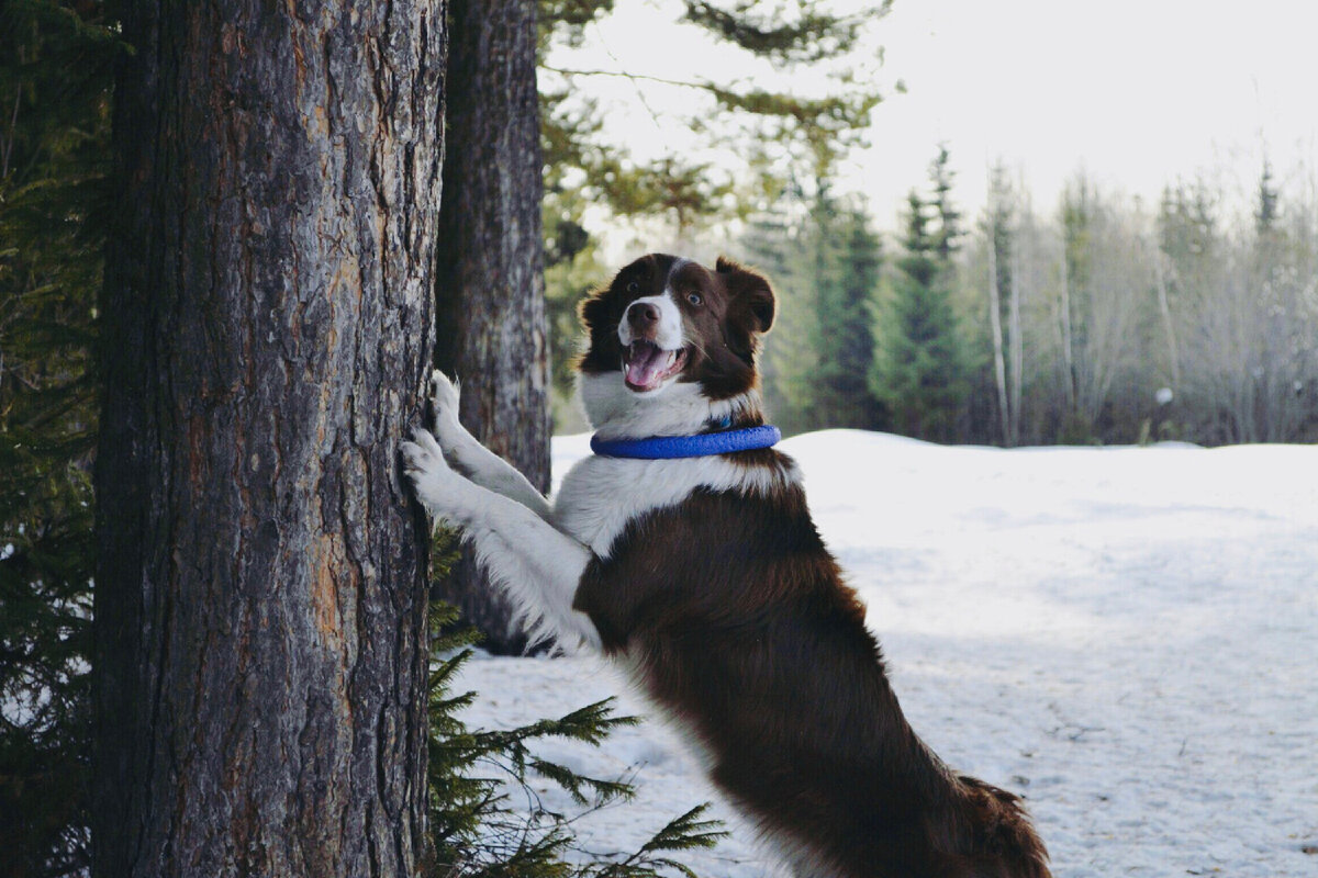 Бордер-колли