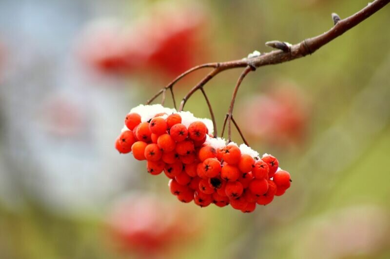 Фото: pixabay.com
