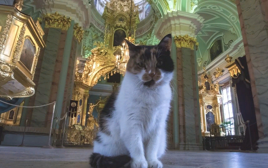 Выбор кота фили дзен. Кошка Капитолина Петропавловский собор. Капитолина кошка из Петропавловской крепости. Кошка Капа в Петропавловской крепости. Котик в соборе Петропавловской крепости.