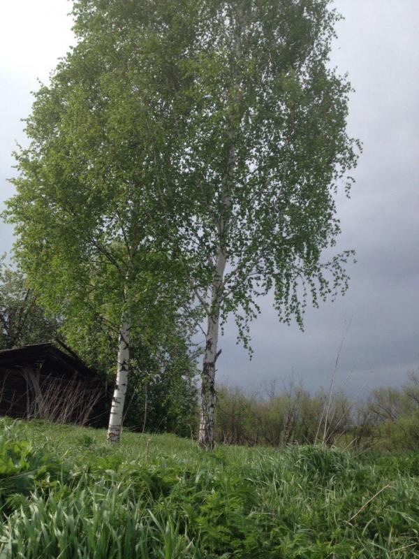 Наши березки в огороде. Фото из личного архива