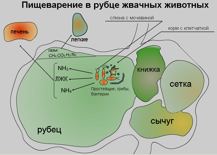 Интересная информация о бактериях