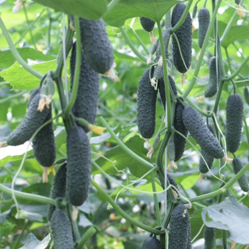 Высокоурожайный огурец Бьерн. Иллюстрация для статьи используется по стандартной лицензии ©dachnyedela.ru