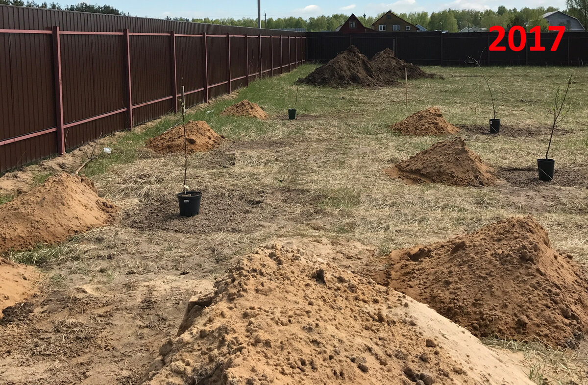 начало освоения участка - закладка плодового сада ( весна )