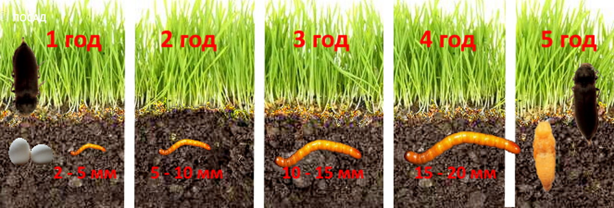 Как бороться с проволочником?