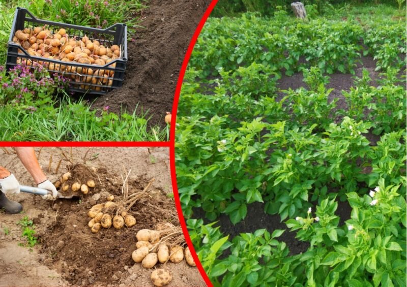 Картофель Ривьера