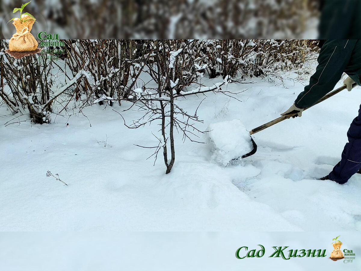 Засыпаем снегом деревья