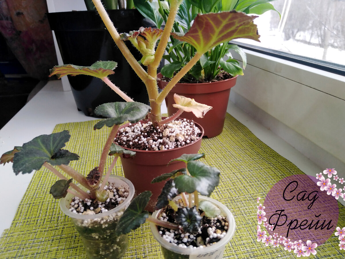 Во время первой пикировки уже добавила разрыхлитель