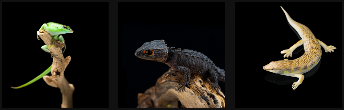 Смарагдовый, крокодиловый и аптечный сцинки