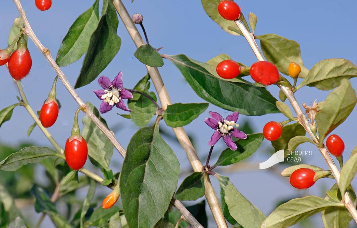 Фото ландшафтно-строительной компании «Энергия сада»