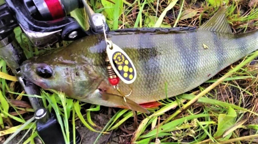 Фото с сайта: https://avatars.mds.yandex.net