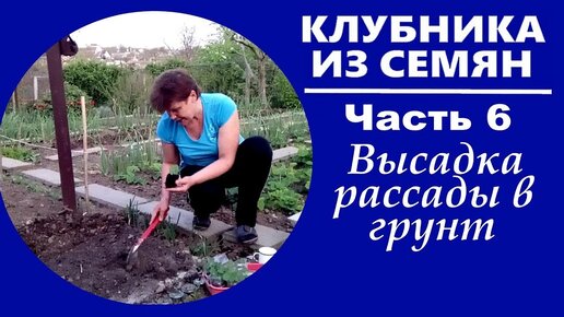 Клубника из семян Часть 6 Посадка в открытый грунт