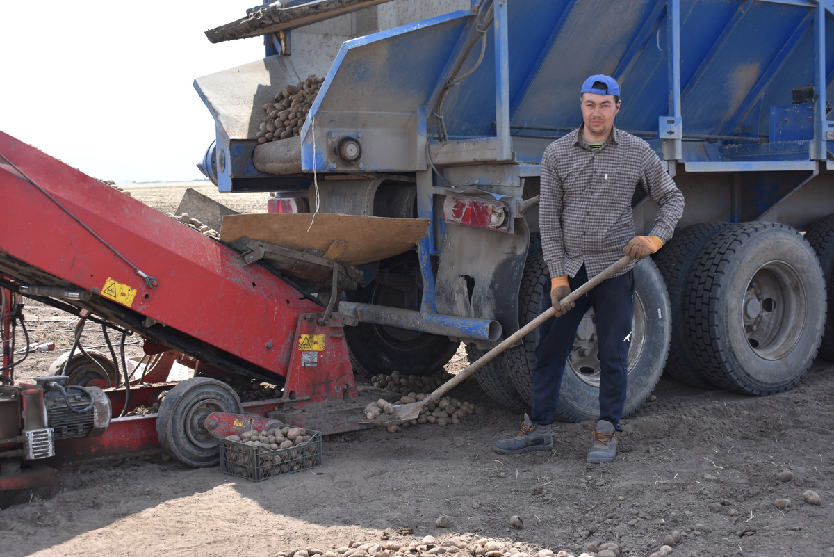 «Гарантия-2» давно приступила к посадке картофеля.