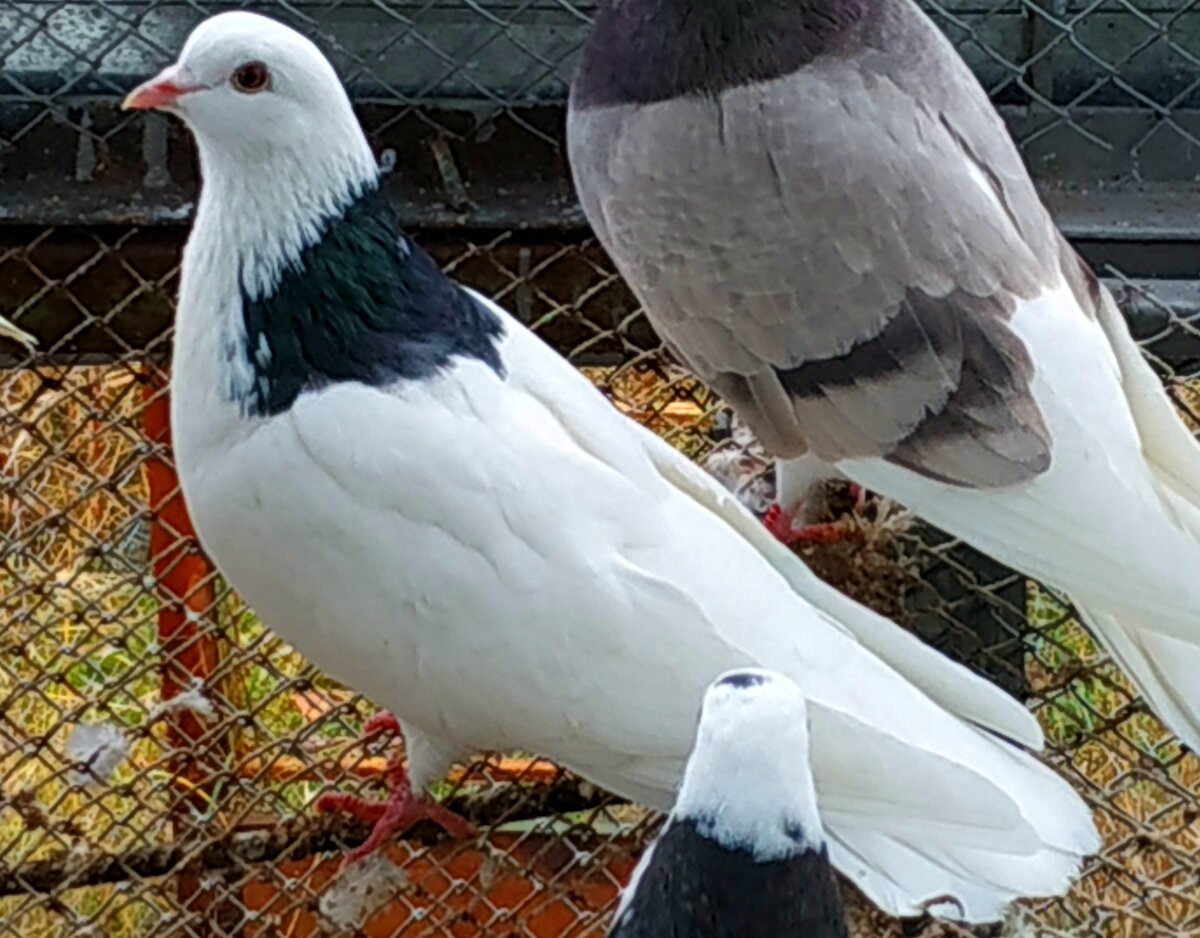 Мой голубок