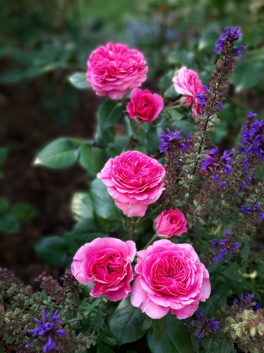 Baronesse/ Баронесса 