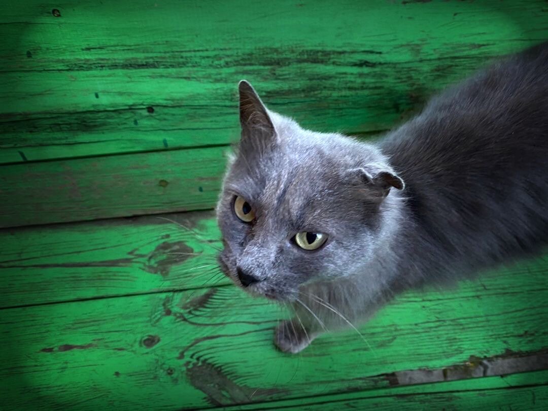 «Кошки - гангстеры животного мира, они живут вне закона и так же и умирают»