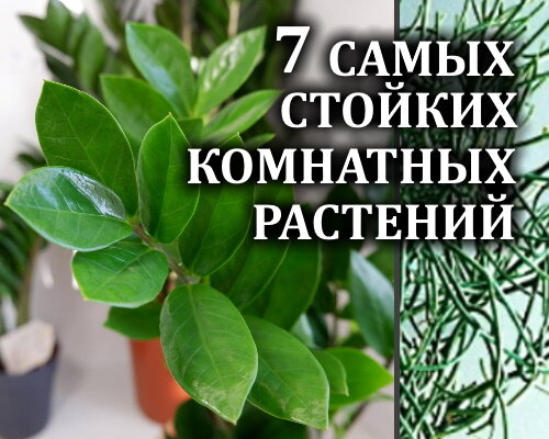 9 неприхотливых комнатных растений, которые будут цвести до весны