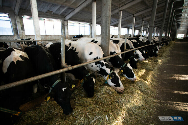    Оренбуржцы могут компенсировать 40% затрат на приобретение племенных животных Кристина Просвиркина