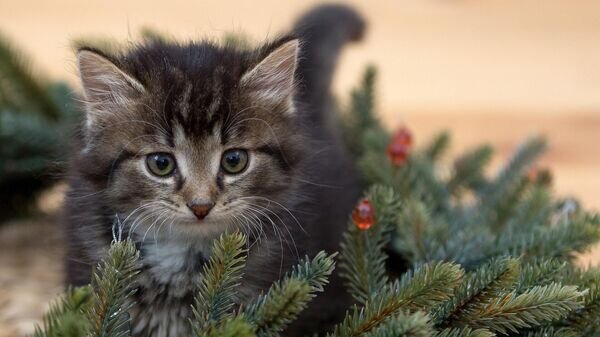   © Photo : Pixabay / Bairyna