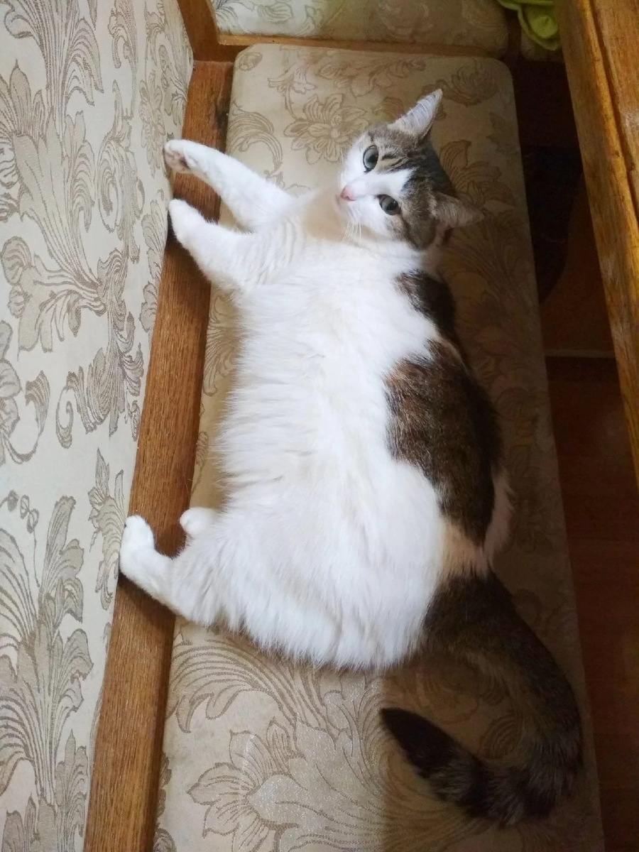 Тот самый пушистый член семьи, о котором пойдет речь