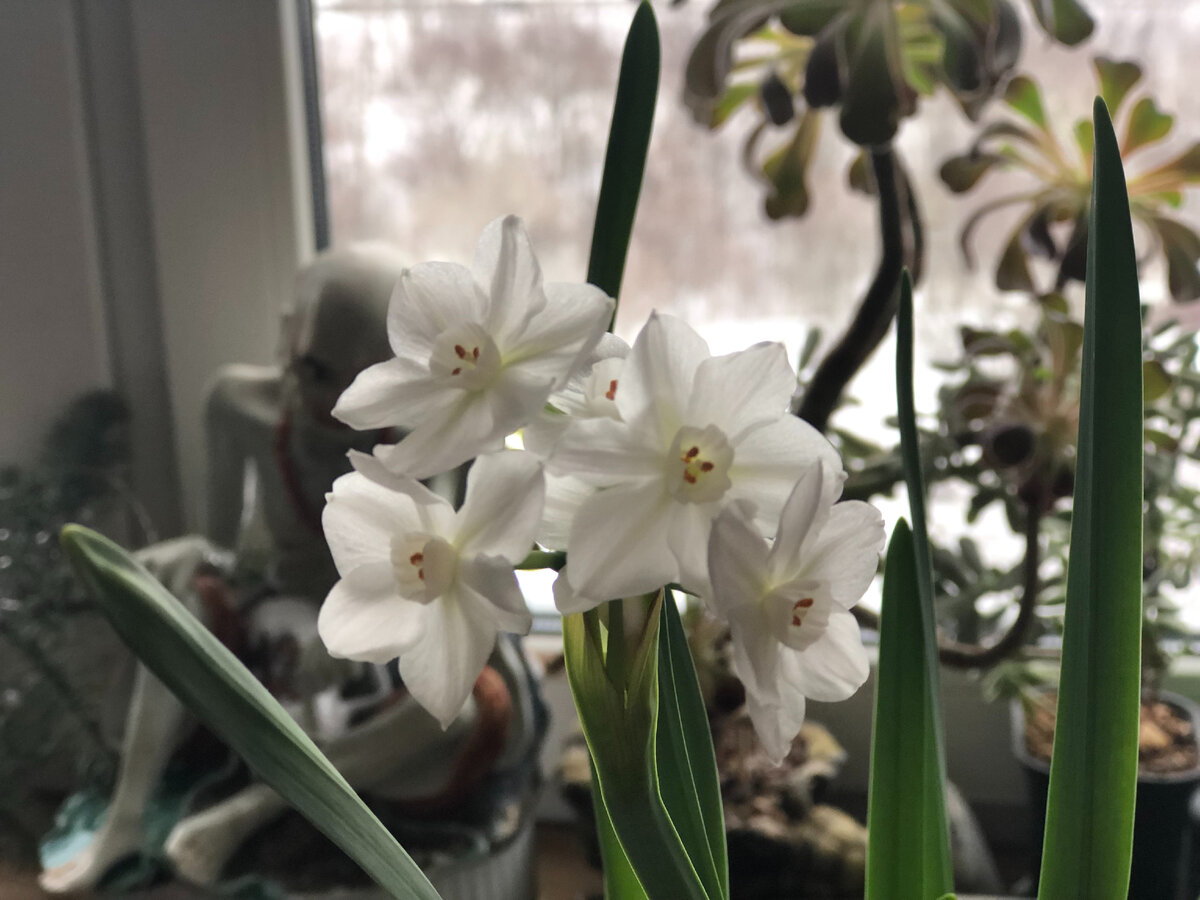 Narcissus Paperwhite цветет в январе, источает очень тонкий аромат