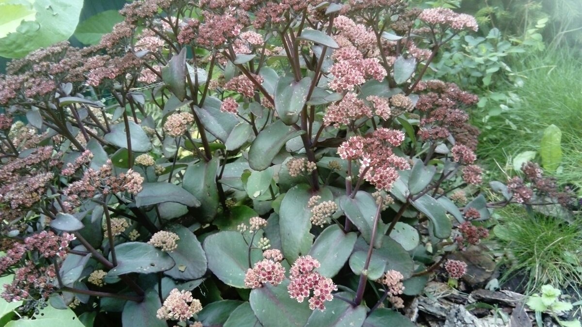 Растения природного цветника 1ч | Живая, Зеленая Жизнь | Дзен