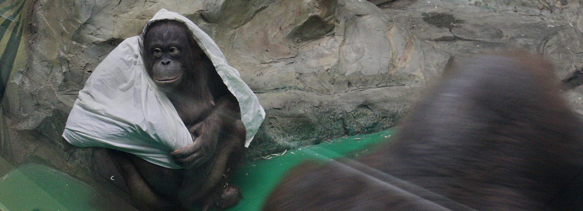 Фото: nsknews.info