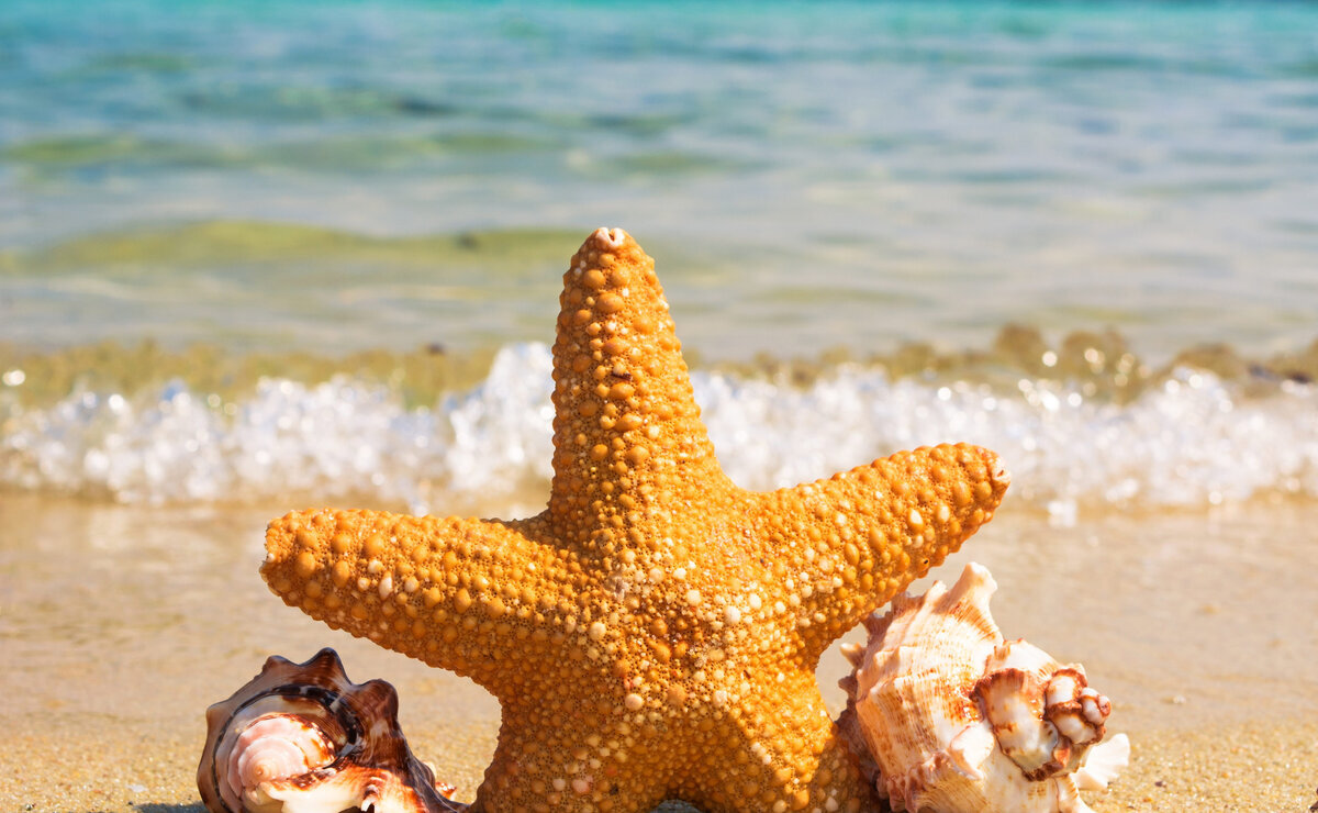    Самые дешевые пляжные туры в конце января. Ценовой рейтинг от АТОР