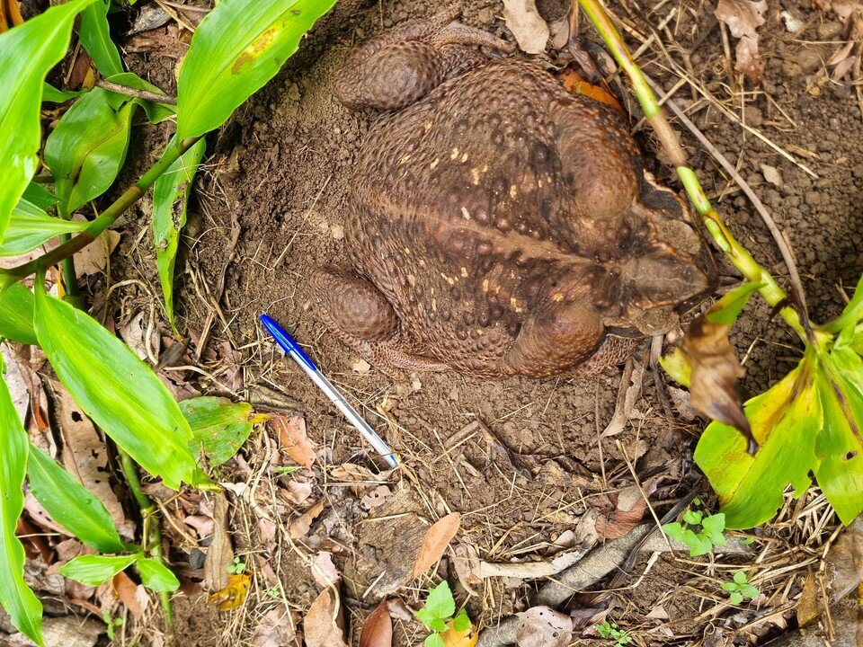     Фото: Queensland Department of Environment and Science