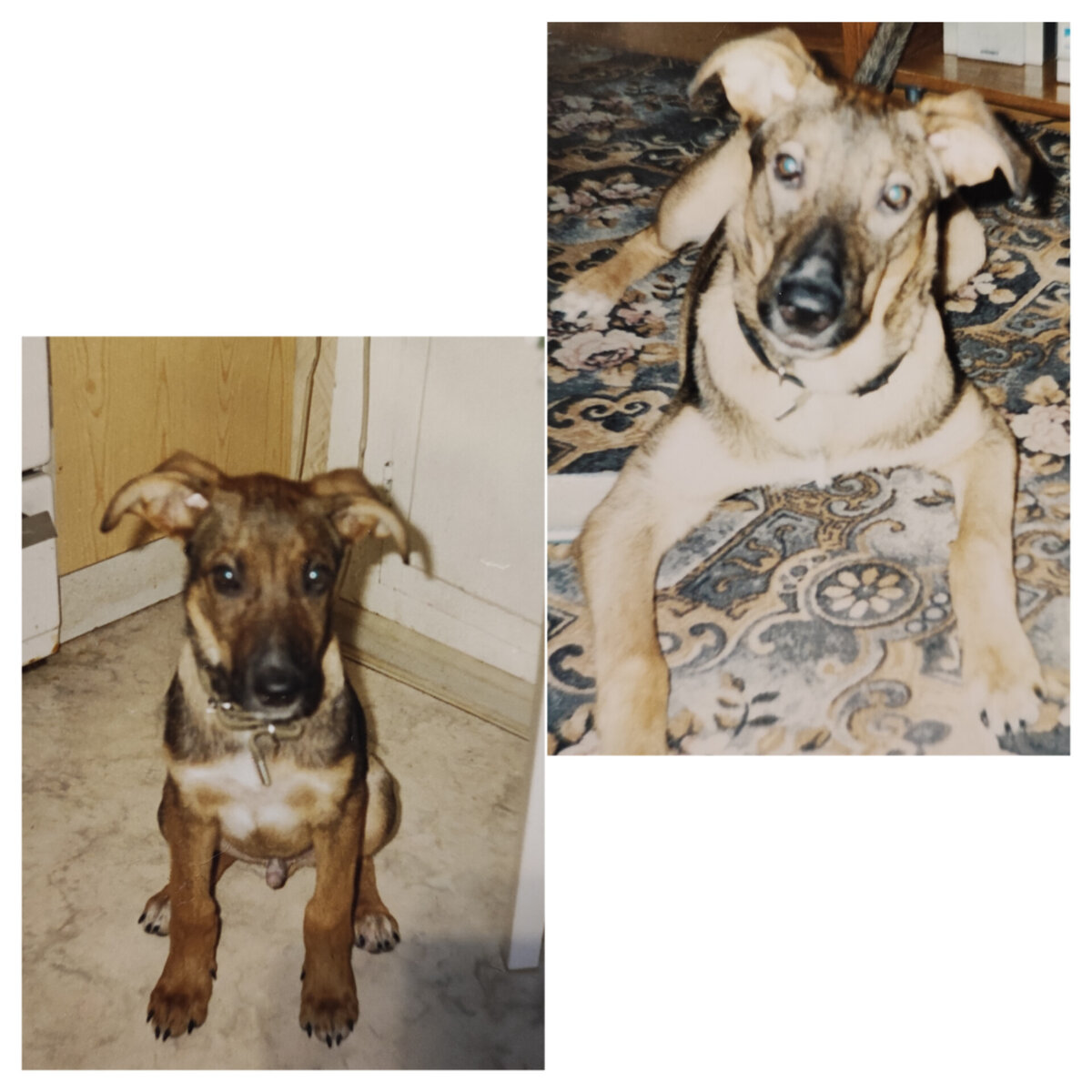 В миру Монька, я называла Монстр, с ним не страшно было гулять по вечерам, настоящий защитник