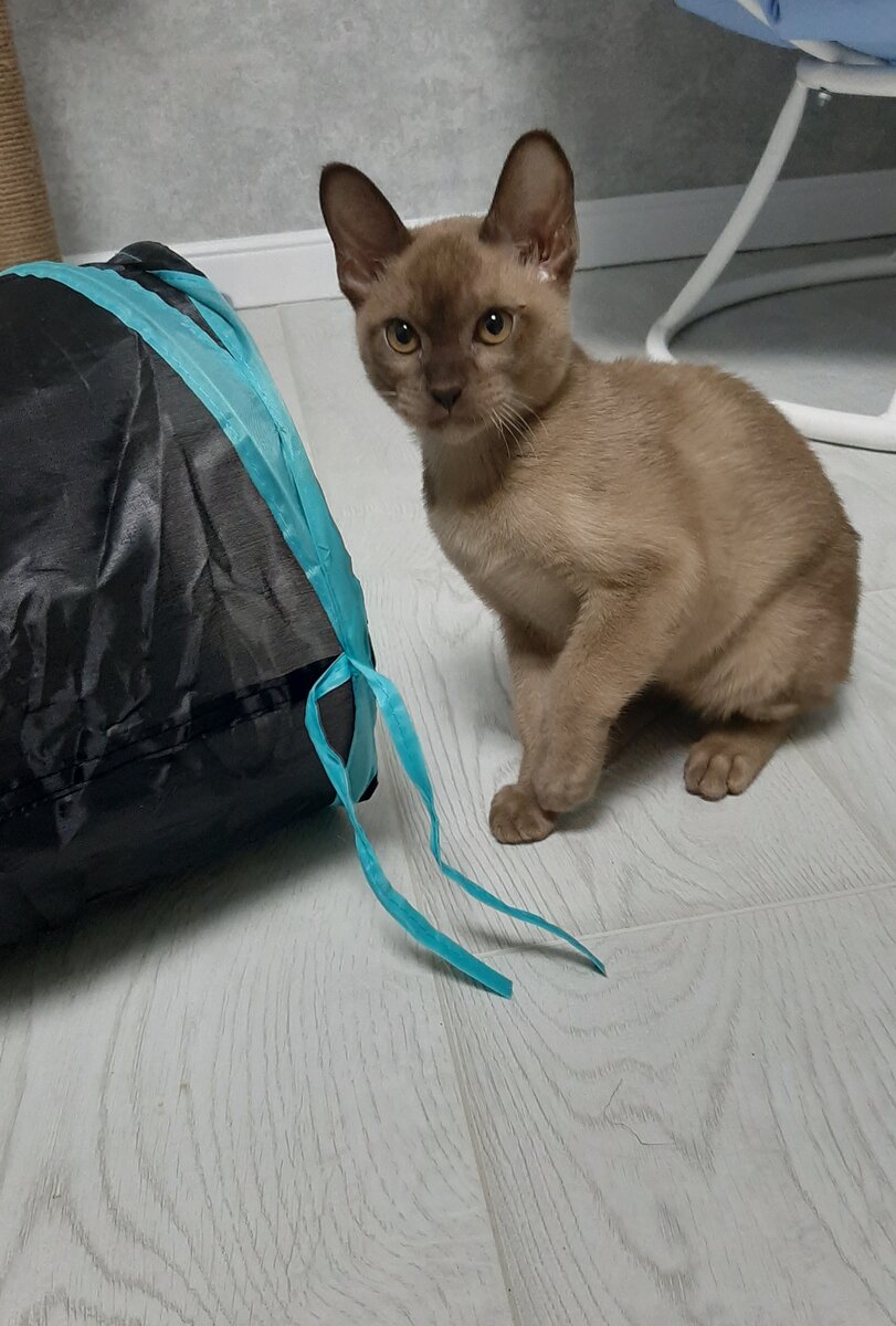 Симба около туннеля 