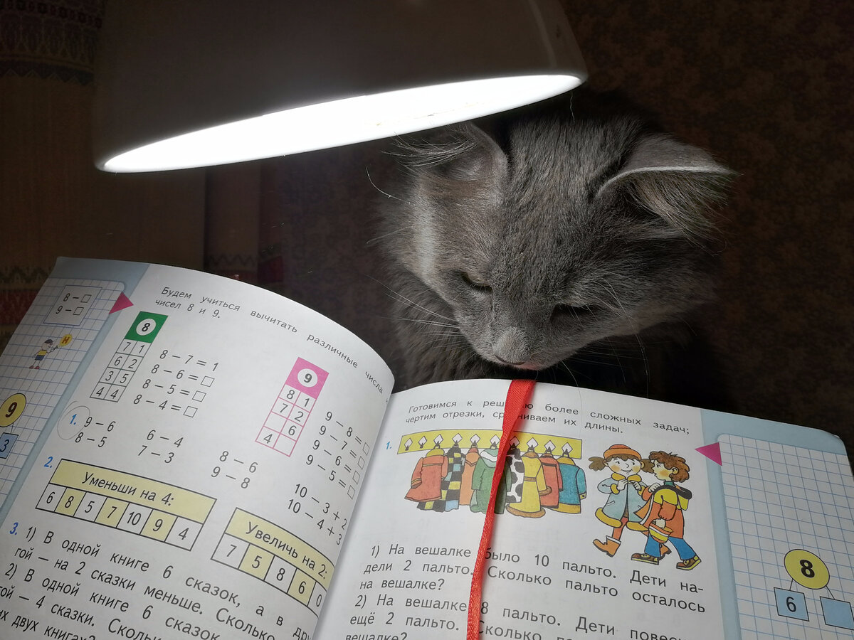 Фото автора. Коржик активно учится.