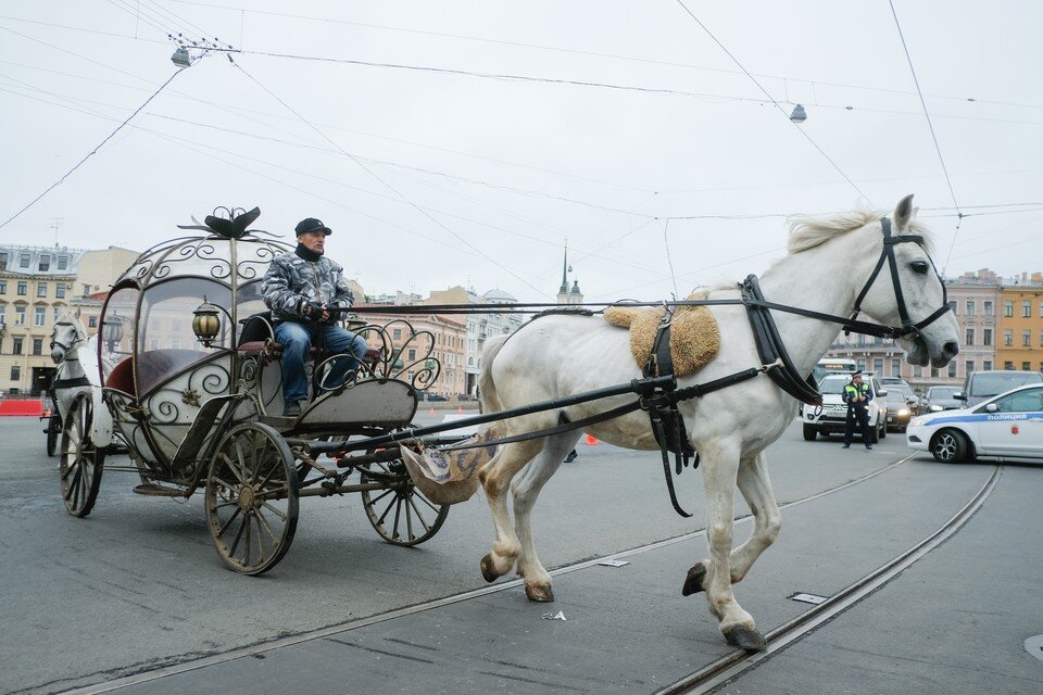     ДТП с каретой не было бы, если бы соблюдались все правила. Артем КИЛЬКИН (архив)