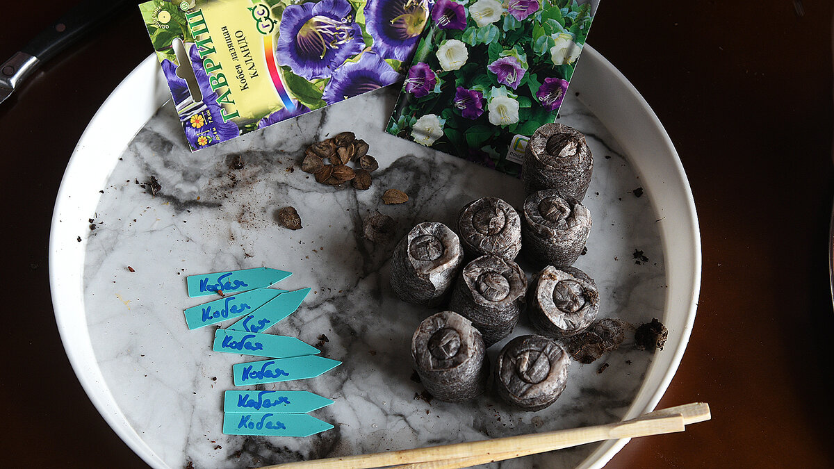 30 января: посев семян кобеи в торфяные таблетки.