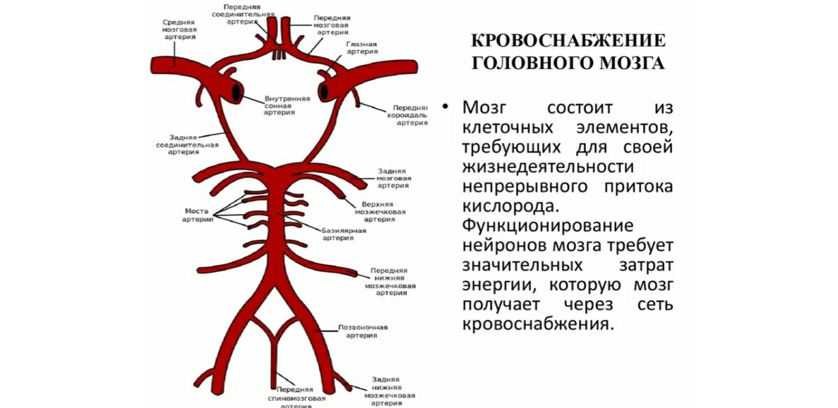 Бассейны кровоснабжения головного мозга схема мрт