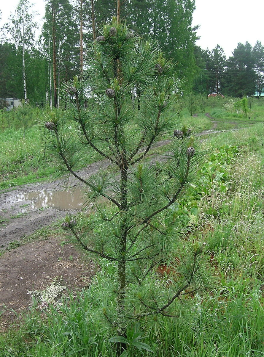 Клон +90. 14-летняя прививка. В части красоты оставляет желать лучшего. Зато имеет обильнейшее плодоношение: трудно найти веточку, на которой не было бы шишек.