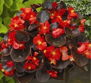 бегония вечноцветущая