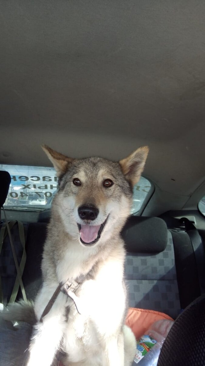 Ласка едет в "Сириус"