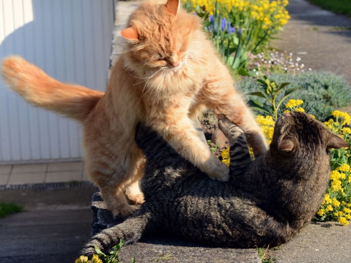 Коты дерутся