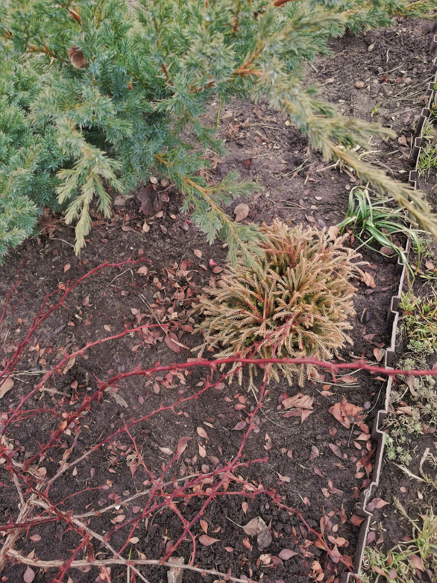 Туя "Голден Таффет" в моем саду сейчас, середина марта. В жизни она чуть темнее и ярче, чем на фото.