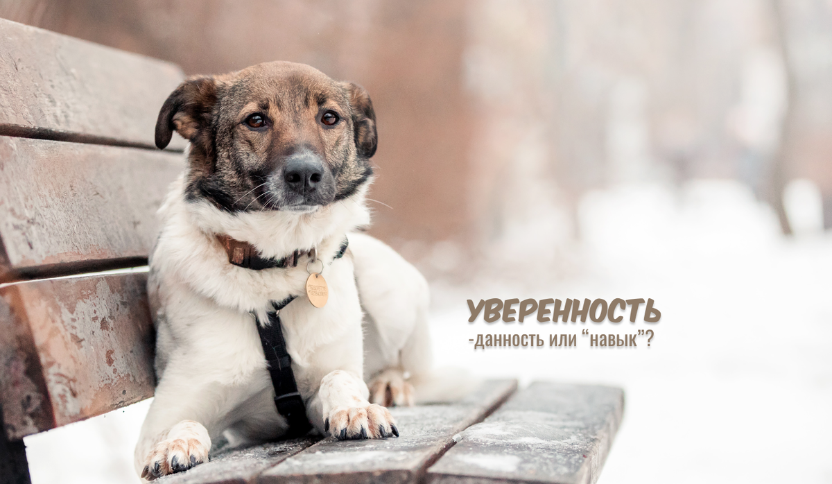 Жоззи, ищет дом