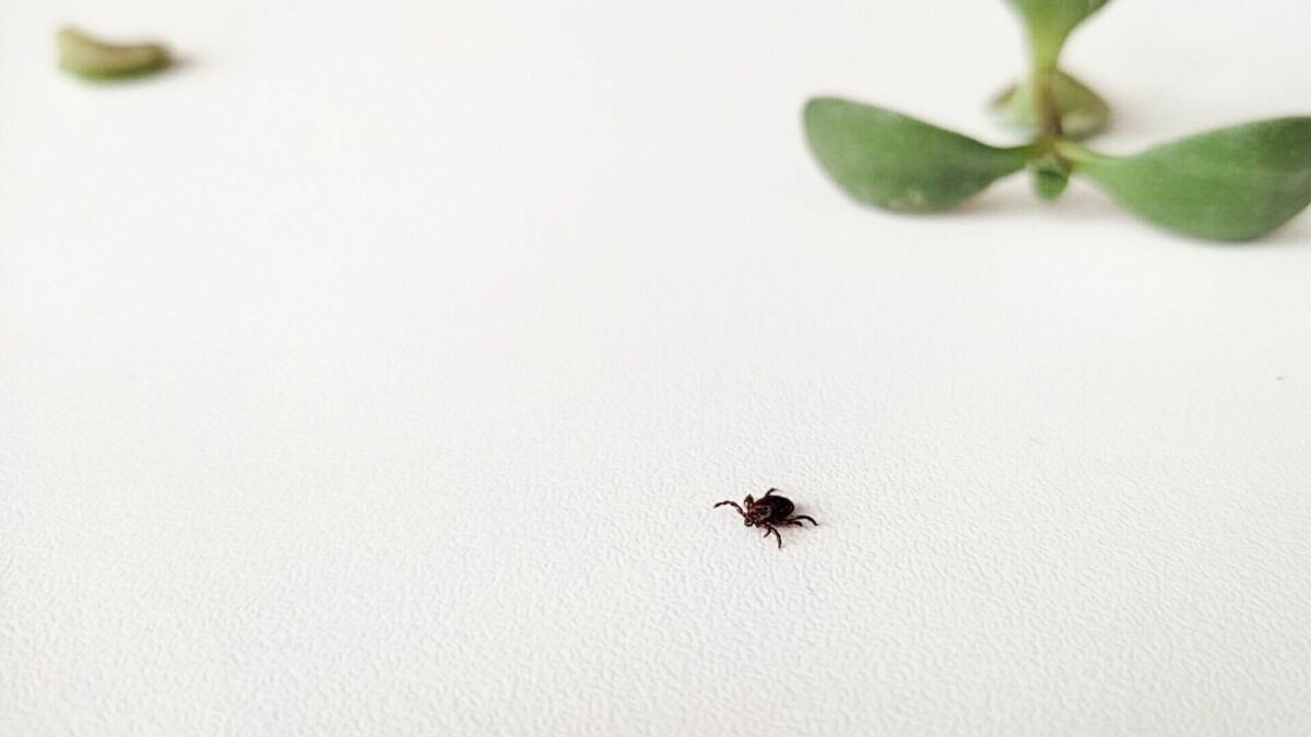     Первые случаи уже зарегистрировали в республике.