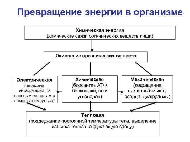 Метаболизм микроорганизмов Метаболизм Термин метаболизм или